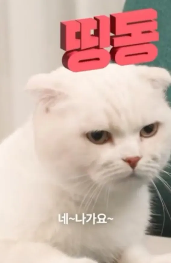 동물